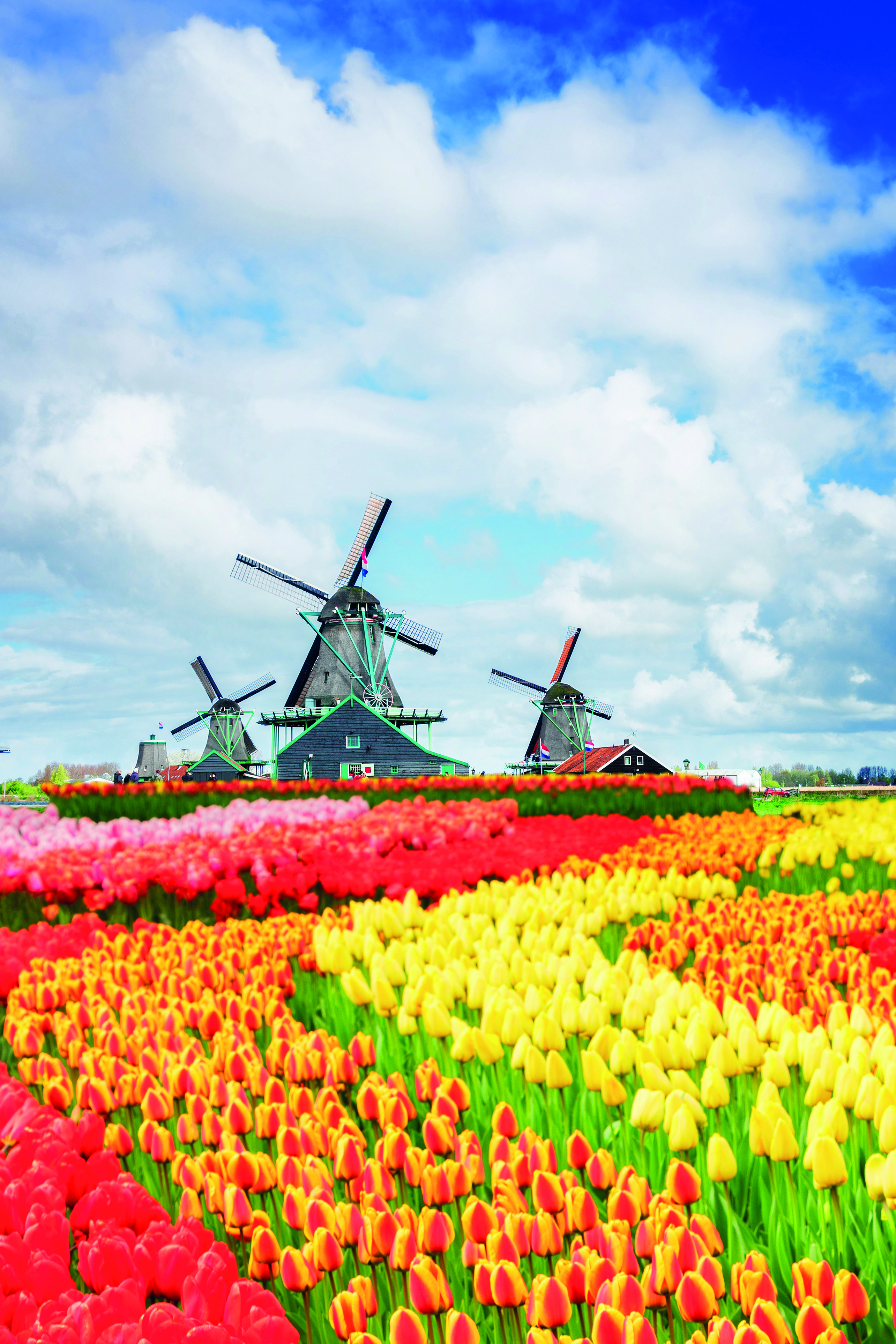 Tulpenblüte Niederlande