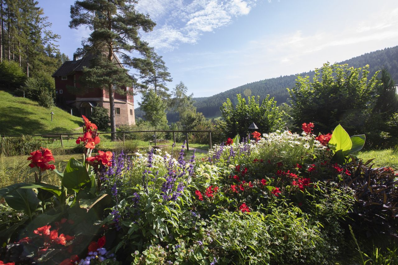 Sträucher und rote Blumen bei Sonnenschein und blauem Himmel